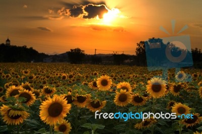 Sunflowers At Sunset Stock Photo
