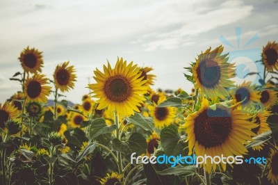 Sunflowers In A Field Stock Photo
