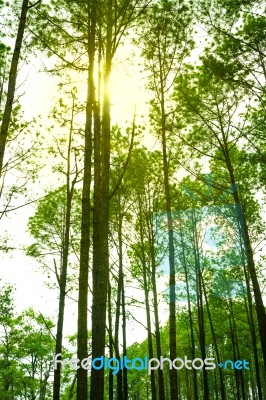 Sunlight In The Green Pine Forest, Spring Time. Warm Sun In Fore… Stock Photo
