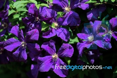Sunlit Blue Clematis With An Abundance Of Flowers Stock Photo
