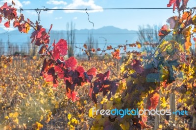 Sunny Autumn Vineyard. Mendoza Stock Photo