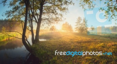 Sunny Summer Morning On Meadow Stock Photo