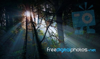 Sunrays In The Forest Stock Photo