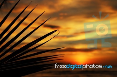 Sunset Above The Sea And Palm Leaves Stock Photo