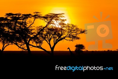 Sunset And Giraffe In Serengeti Stock Photo