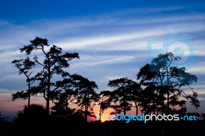 Sunset Through Pine Trees Stock Photo