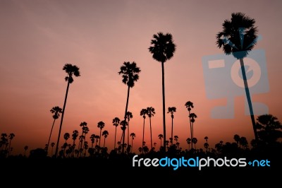 Sunset With Coconut Tree Stock Photo