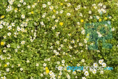 Sunshine Daisies Vibrant Wild Meadow Stock Photo