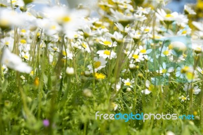 Sunshine Daisies Vibrant Wild Meadow Stock Photo