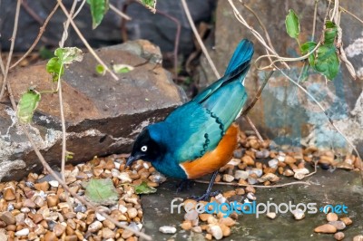 Superb Spreo Starling (lamprotornis Superbus) Stock Photo