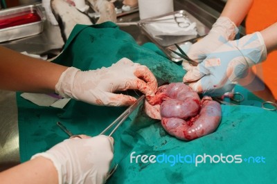 Surgeon Removes Uterus With Pymetra Of The Dog Stock Photo