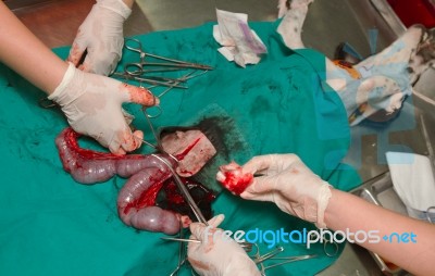Surgery Of Pyometra (uterus Infection) In The Dog Stock Photo