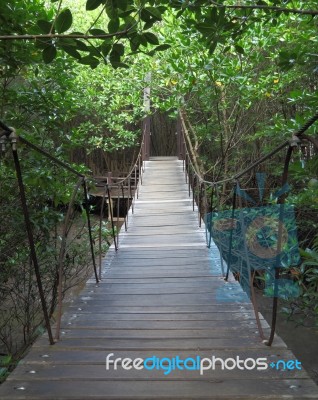 Suspension Bridge To Mangrove Tropical Forest Stock Photo