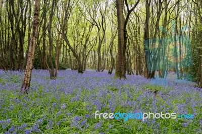 Sussex Bluebells Stock Photo