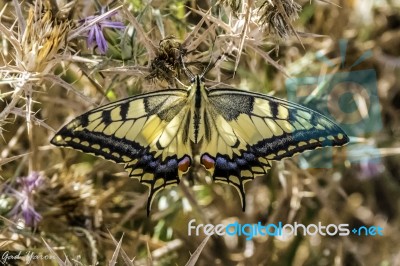 Swallowtail Stock Photo