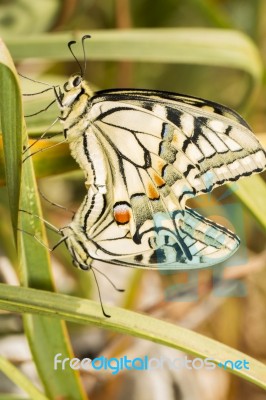 Swallowtails (papilio Machaon) Butterflies Mating Stock Photo
