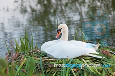 Swan Nest Stock Photo