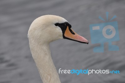 Swan's Head Stock Photo