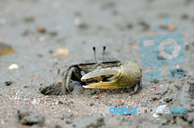 Sward Crab Stock Photo