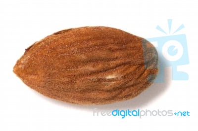 Sweet Almond Drupe Stock Photo