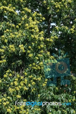 Sweet Chestnut (castanea Sativa) Stock Photo