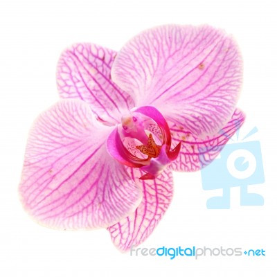 Sweet Color Pink Orchid Isolate Stock Photo