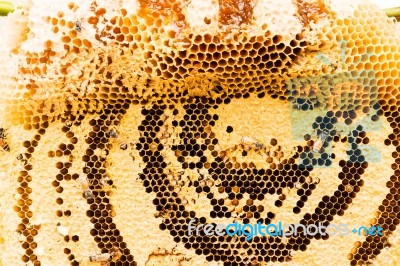 Sweet Honeycombs With Honey Stock Photo