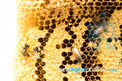 Sweet Honeycombs With Honey, Isolated On White Stock Photo