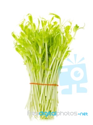 Sweet Pea Sprouts Isolated On White Background Stock Photo