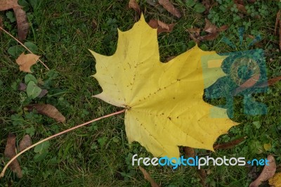 Sycamore Leaf On The Ground In Autumn In East Grinstead Stock Photo