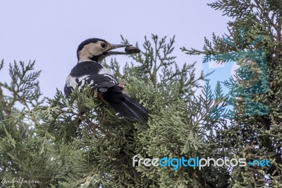 Syrian Woodpecker Stock Photo