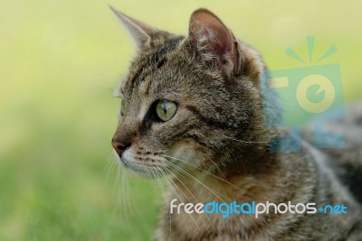 Tabby Cat Stock Photo