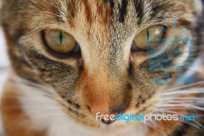 Tabby Glare Stock Photo