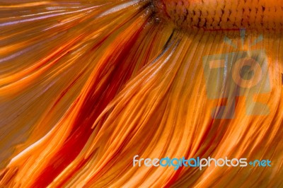 Tail Betta Fish Texture Stock Photo