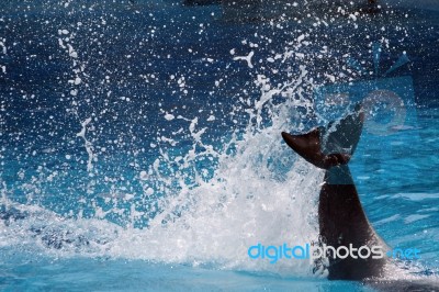 Tail Of Dolphin Making Splash Stock Photo
