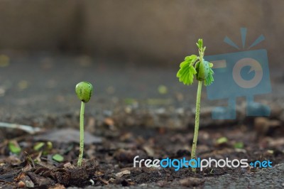 Tamarind Sprout Stock Photo