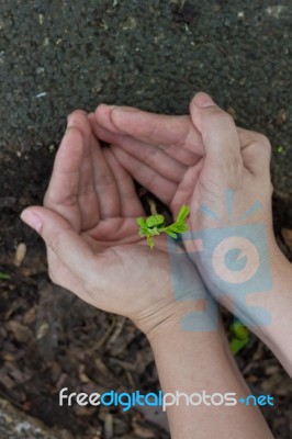 Tamarind Sprout In Human Hands Stock Photo