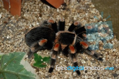 Tarantula Stock Photo