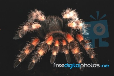 Tarantula Stock Photo