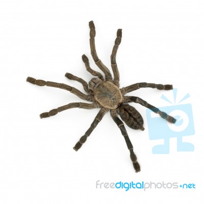 Tarantula Stock Photo