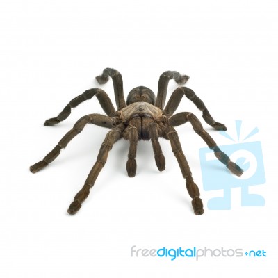 Tarantula Stock Photo