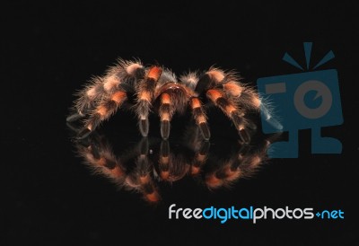 Tarantula And Reflection Stock Photo