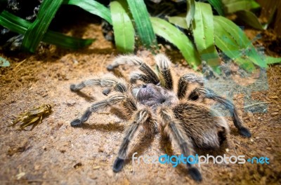 Tarantula Large Spider Stock Photo