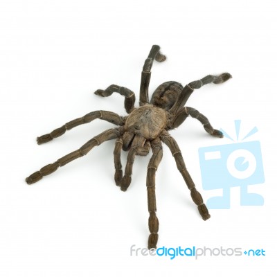 Tarantula Spider Stock Photo
