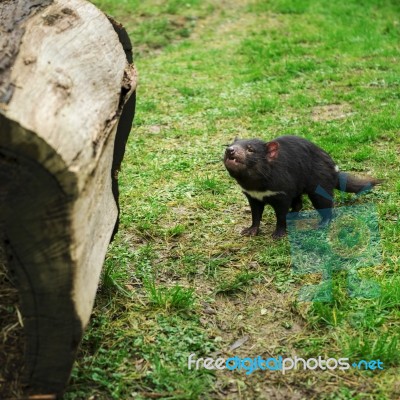 Tasmanian Devil Found During The Day In Tasmania Stock Photo