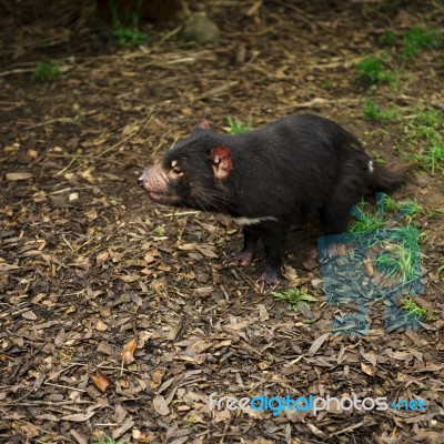 Tasmanian Devil Found During The Day In Tasmania Stock Photo