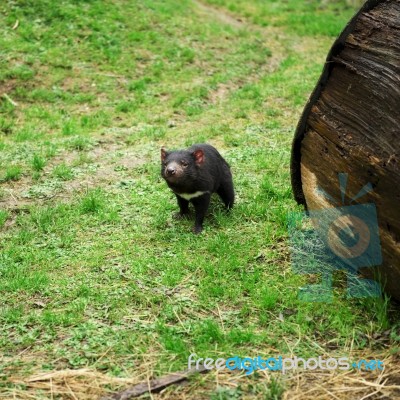 Tasmanian Devil Found During The Day In Tasmania Stock Photo