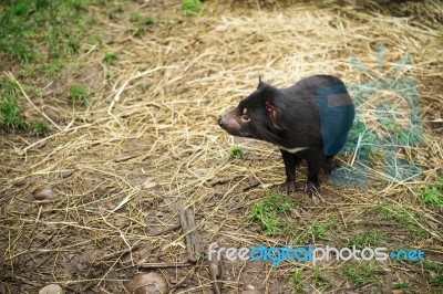 Tasmanian Devil Found During The Day In Tasmania Stock Photo