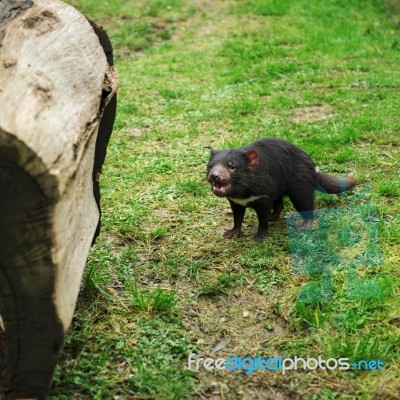 Tasmanian Devil Found During The Day In Tasmania Stock Photo