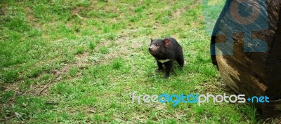 Tasmanian Devil Found During The Day In Tasmania Stock Photo